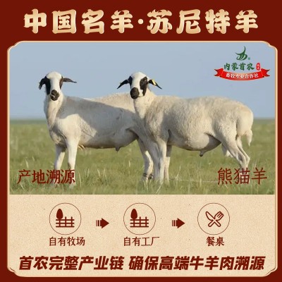 首菜首家 内蒙锡盟羔羊肚包肉1斤/件火锅食材鲜羊肉工厂直供图3