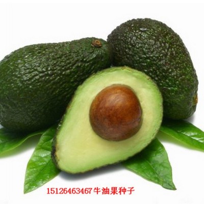 供应牛油果种子播种苗 鳄梨种子 一手货源 发芽率高 厂家销售批发图4