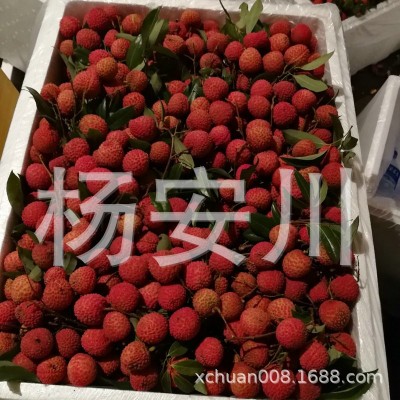 桂味荔枝5斤净重包邮新鲜当季水果孕妇水果非妃子笑荔枝王图2