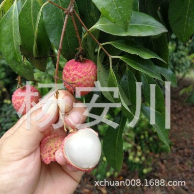 桂味荔枝5斤净重包邮新鲜当季水果孕妇水果非妃子笑荔枝王图3