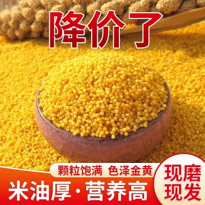 汾都香 新米小黄米 五谷杂粮黄小米米脂真空500g图2