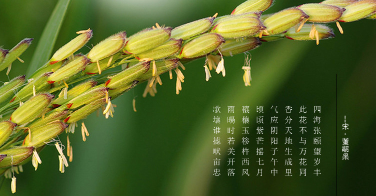 普通大米合_07.jpg