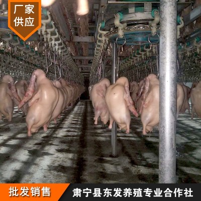东发厂家批发四系酥不腻鸭胚 烤鸭鸭胚 鲜冷冻酥不腻烤鸭胚图2