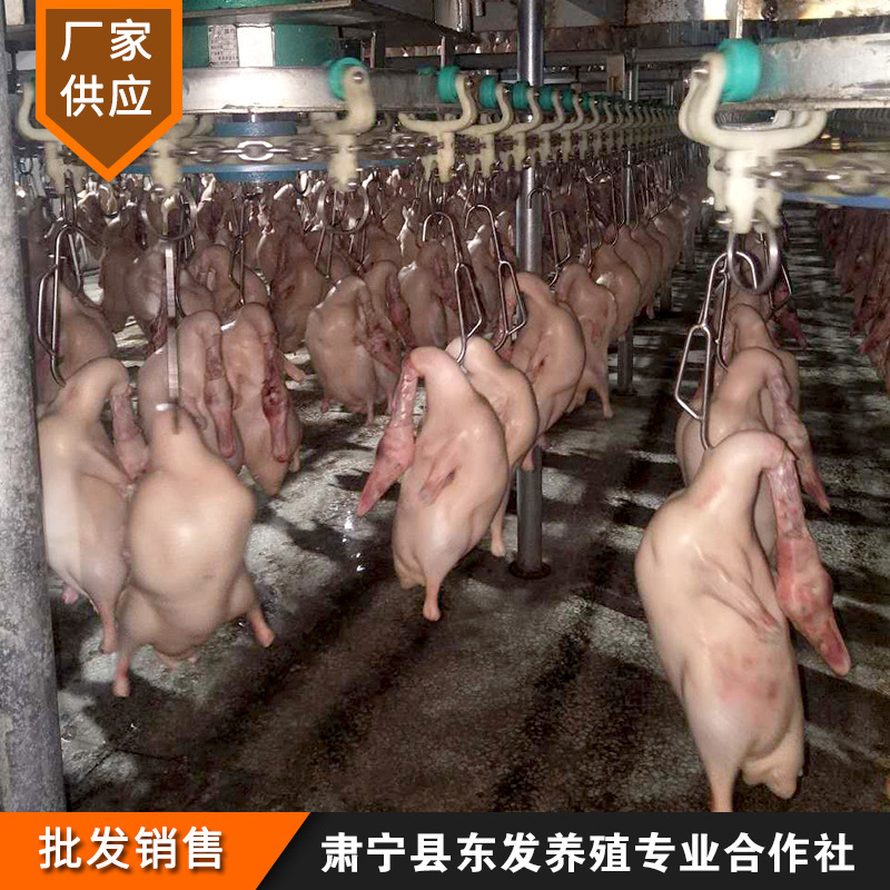 烤鸭鸭胚 、鸭坯 、白条鸭批发 、白条鸭 、鸭胚