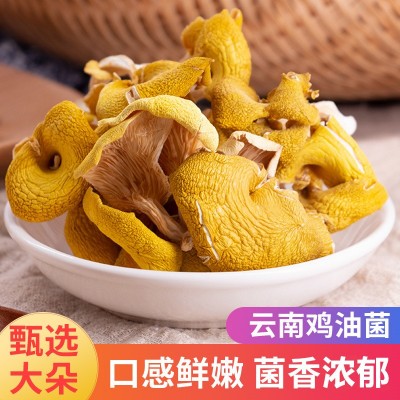 云南特产鸡油菌干货食用菌榆黄菇黄丝菌蘑菇散装产地批发煲汤食材图1