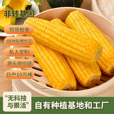 东北玉米棒非转基因吉林糯玉米独立真空包装黄玉米一件代发批发图1