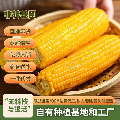东北玉米棒非转基因吉林糯玉米独立真空包装黄玉米一件代发批发图3