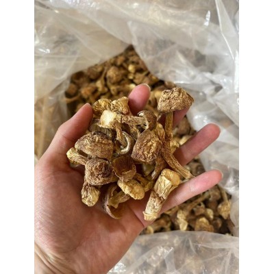姬松茸干货云南特产巴西菇散装松茸菌食用姬松茸500g无熏硫净重图3