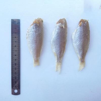 北海特产 晒制咸鱼干 红衫鱼干 金线鱼干批发海鲜干货500克图5
