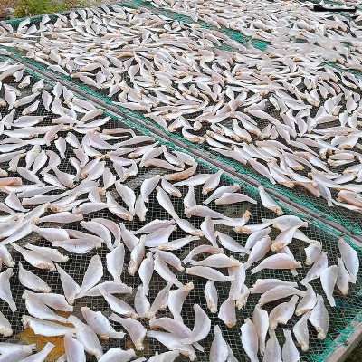 源头工厂】北海特产公马鲛鱼咸鱼干渔鲅鱼干海味海鲜水产干货批发图4