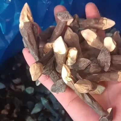 【工厂 直发】冻干黑皮鸡枞菌干货500g 云南特产鸡棕蘑菇食用菌散图2