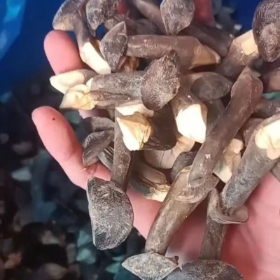 【工厂 直发】冻干黑皮鸡枞菌干货500g 云南特产鸡棕蘑菇食用菌散图3
