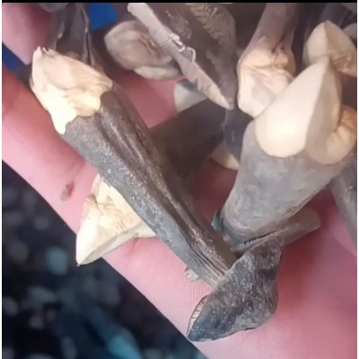 【工厂 直发】冻干黑皮鸡枞菌干货500g 云南特产鸡棕蘑菇食用菌散图4