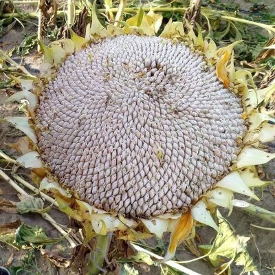 代发批发新疆马牙瓜子500克牙签瓜子坚果炒货网红零食个大饱满图3