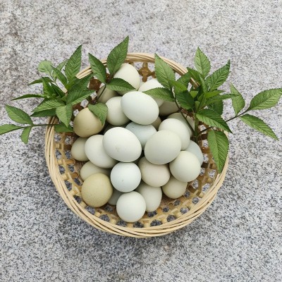 农家新鲜绿壳鸡蛋 林间散养草鸡柴鸡谷物蛋 现捡现发当季食用蛋图3