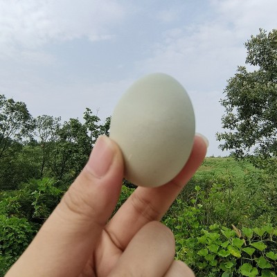 农家新鲜绿壳鸡蛋 林间散养草鸡柴鸡谷物蛋 现捡现发当季食用蛋图2
