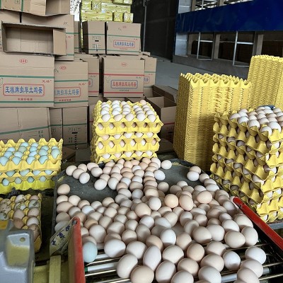 农家散养土鸡蛋 粮食喂养土鸡鲜鸡蛋白壳红壳 当日现捡整箱批发图3