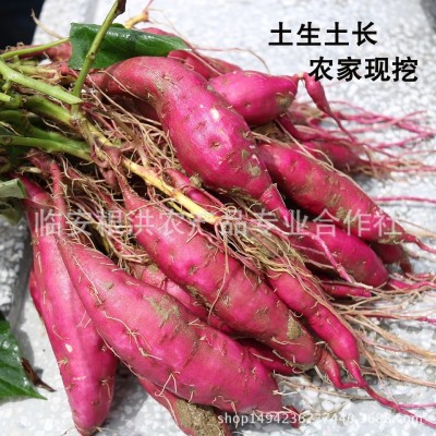 天目山天目乡味小香薯临安红薯新鲜蔬菜小番薯 紫薯地瓜图2