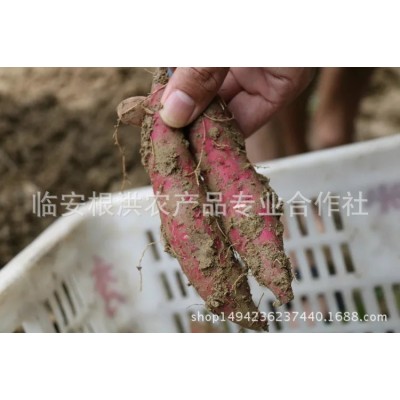 天目山天目乡味小香薯临安红薯新鲜蔬菜小番薯 紫薯地瓜图3