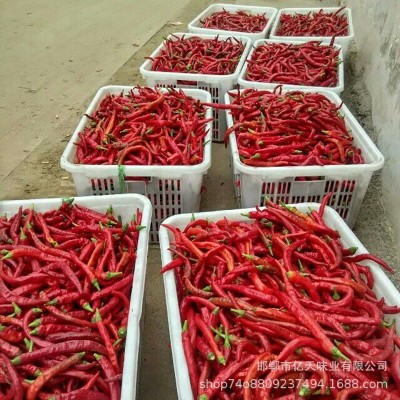 厂家批发 包装盐渍辣椒 腌制辣椒 腌渍辣椒 泡红椒 腌辣椒图2