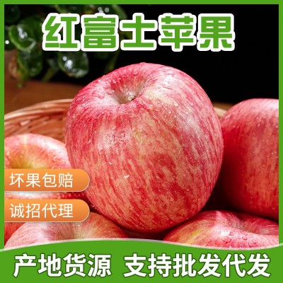 产地直发烟台红富士脆甜苹果 条红全红脆甜红富士支持代发图1