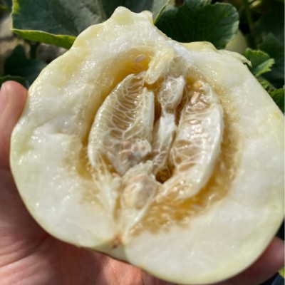 蜜罐甜瓜头茬现摘星甜20小蜜蜂4.5斤新鲜水果香瓜春季3斤甜蜜批发图2