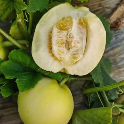 蜜罐甜瓜头茬现摘星甜20小蜜蜂4.5斤新鲜水果香瓜春季3斤甜蜜批发图5