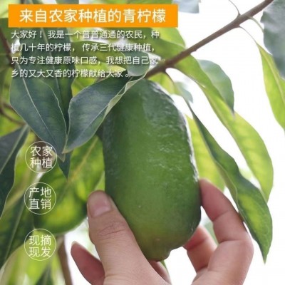 台湾香水柠檬酸多汁新鲜柠檬奶茶专用1-9斤代发包邮整箱批发图2