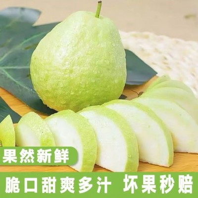 广西番石榴白心芭乐新鲜水果清甜脆口软糯香甜1/3/5/9斤代发包邮图3