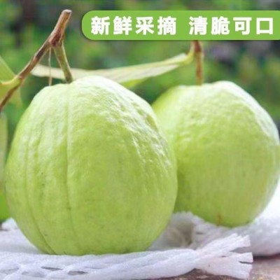 广西番石榴白心芭乐新鲜水果清甜脆口软糯香甜1/3/5/9斤代发包邮图1