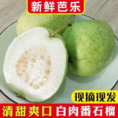 广西番石榴白心芭乐新鲜水果清甜脆口软糯香甜1/3/5/9斤代发包邮图2