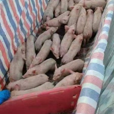 现杀a2a1整只新鲜乳猪冰鲜小乳猪脆皮烤乳猪小香猪小猪仔酒店宴会图1
