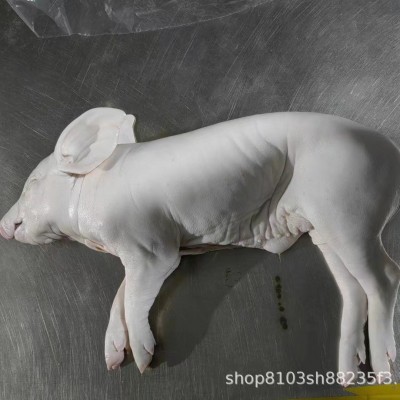 现杀整只新鲜乳猪冰鲜小乳猪脆皮烤乳猪小香猪小猪仔酒店宴会乳猪图4