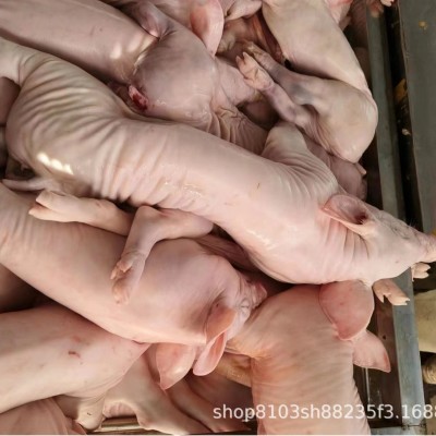 现杀整箱新鲜乳猪冰鲜小乳猪脆皮烤乳猪小香猪小猪仔酒店宴会乳猪图1