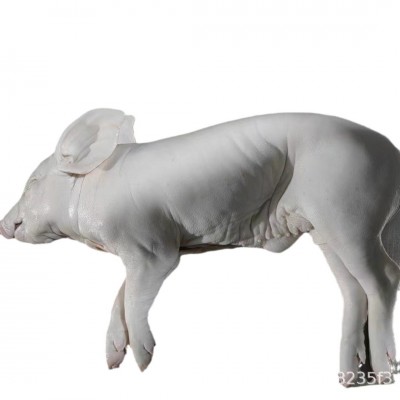 现杀整箱新鲜乳猪冰鲜小乳猪脆皮烤乳猪小香猪小猪仔酒店宴会乳猪图5