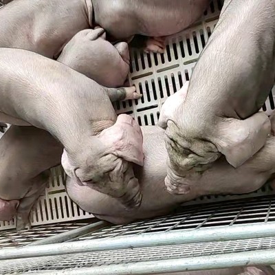 太湖母猪梅山母猪二元母猪新美系长白母猪大白母猪杜洛克公猪仔猪图3
