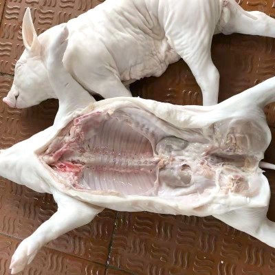 鲜冻烤乳猪半成品新鲜生鲜白条整只广式脆皮烤乳猪小耳朵巴马香图2