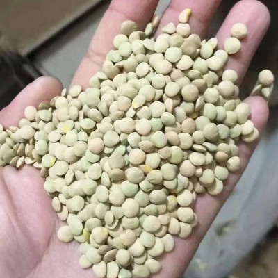 土耳其绿扁豆 自家工厂制作 颗粒饱满 可快速发货 绿扁豆图2