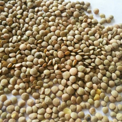 土耳其绿扁豆 自家工厂制作 颗粒饱满 可快速发货 绿扁豆图4