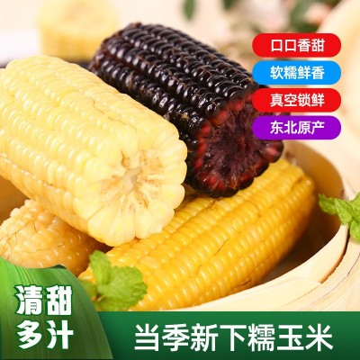 东北黄糯甜玉米 真空玉米10根每箱社区团购抖音快手代发 玉米