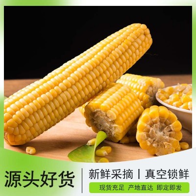 8穗香糯玉米即食真空新鲜 山西甜糯玉米棒粗粮代餐 香糯玉米220g图3