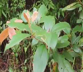 中草药——黄绒润楠