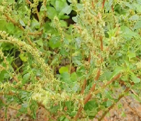 中草药——刺苋