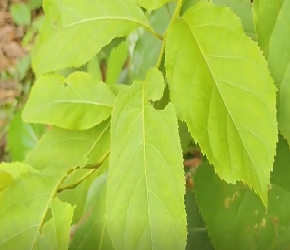 中草药——厚壳树