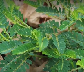 中草药——叶下珠