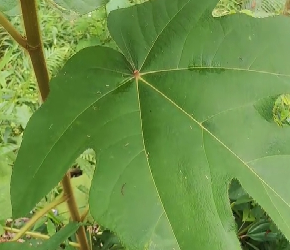 中草药——黄毛榕