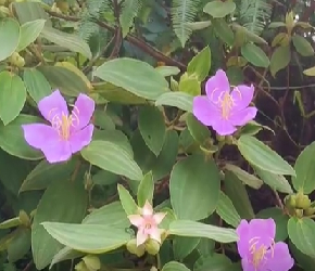 中草药——野牡丹