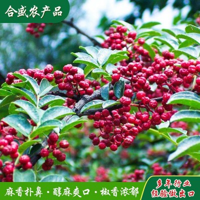 定制红花椒火锅麻辣烫调味品配料花椒颗粒卤料配料炒菜红花椒出口图4