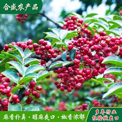 莱芜大红袍花椒批发 新货鲜花椒川菜店商用新鲜干红花椒粒调味品图4