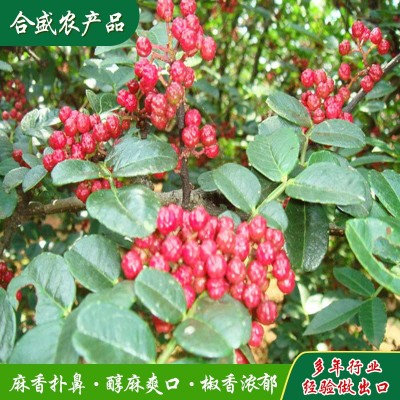 莱芜大红袍花椒批发 新货鲜花椒川菜店商用新鲜干红花椒粒调味品图2